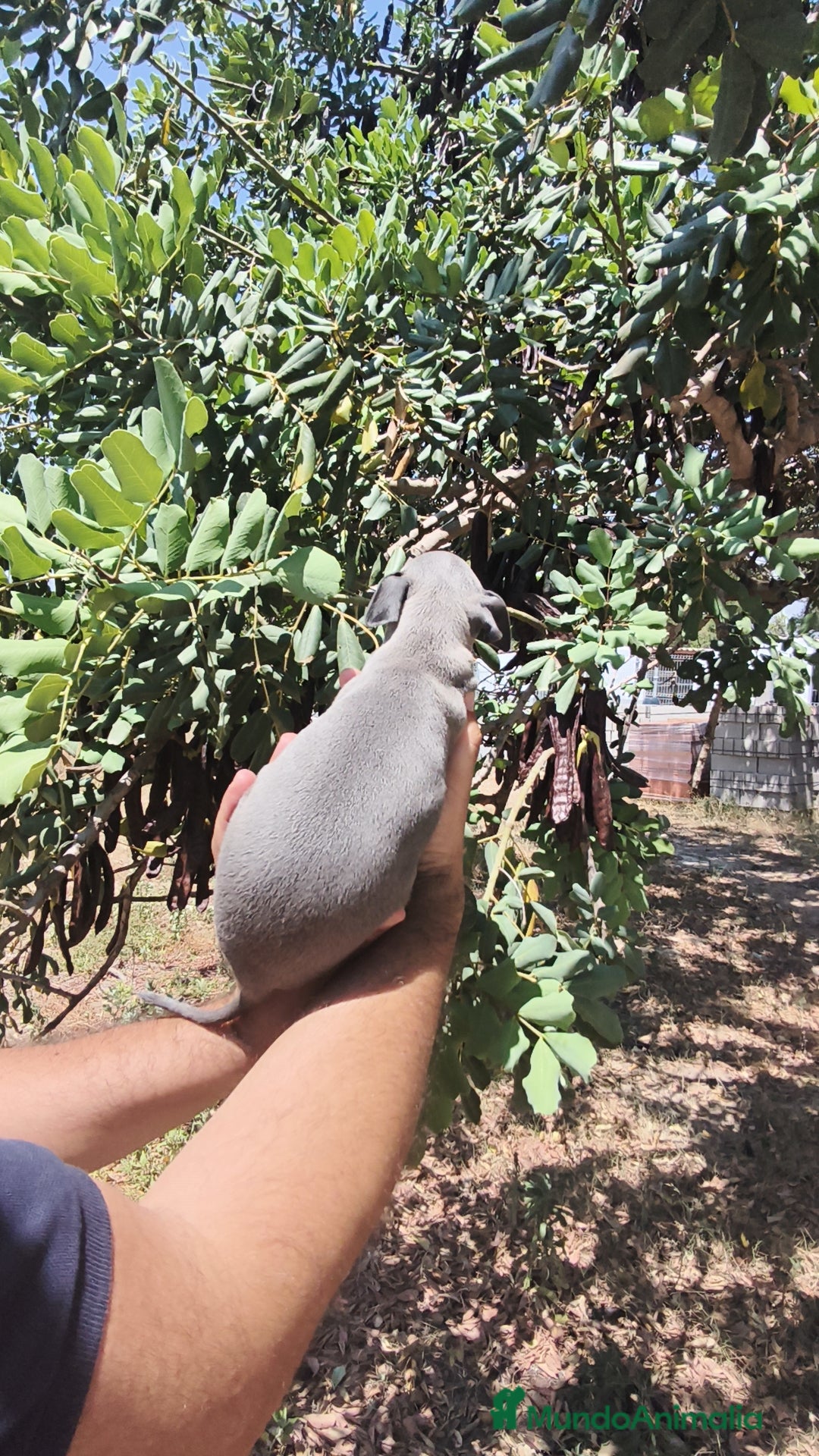 Pequeño Lebrel Italiano perros en venta: Pequeño Lebrel Italiano ♂️♀️ - Imagen 3