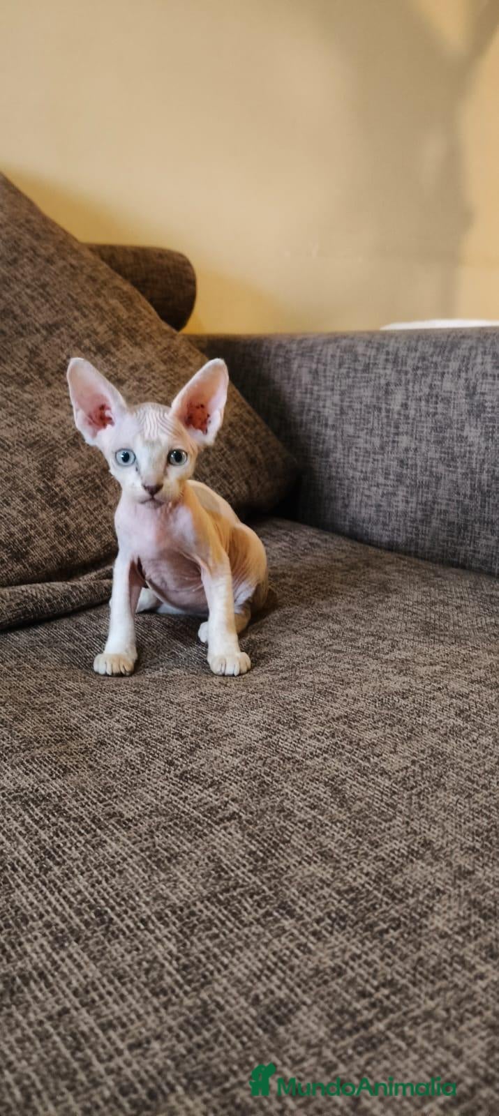 Sphynx gatos Preciosa camada Sphynx - Anuncio 1
