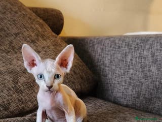 Sphynx gatos Preciosa camada Sphynx - Anuncio 3