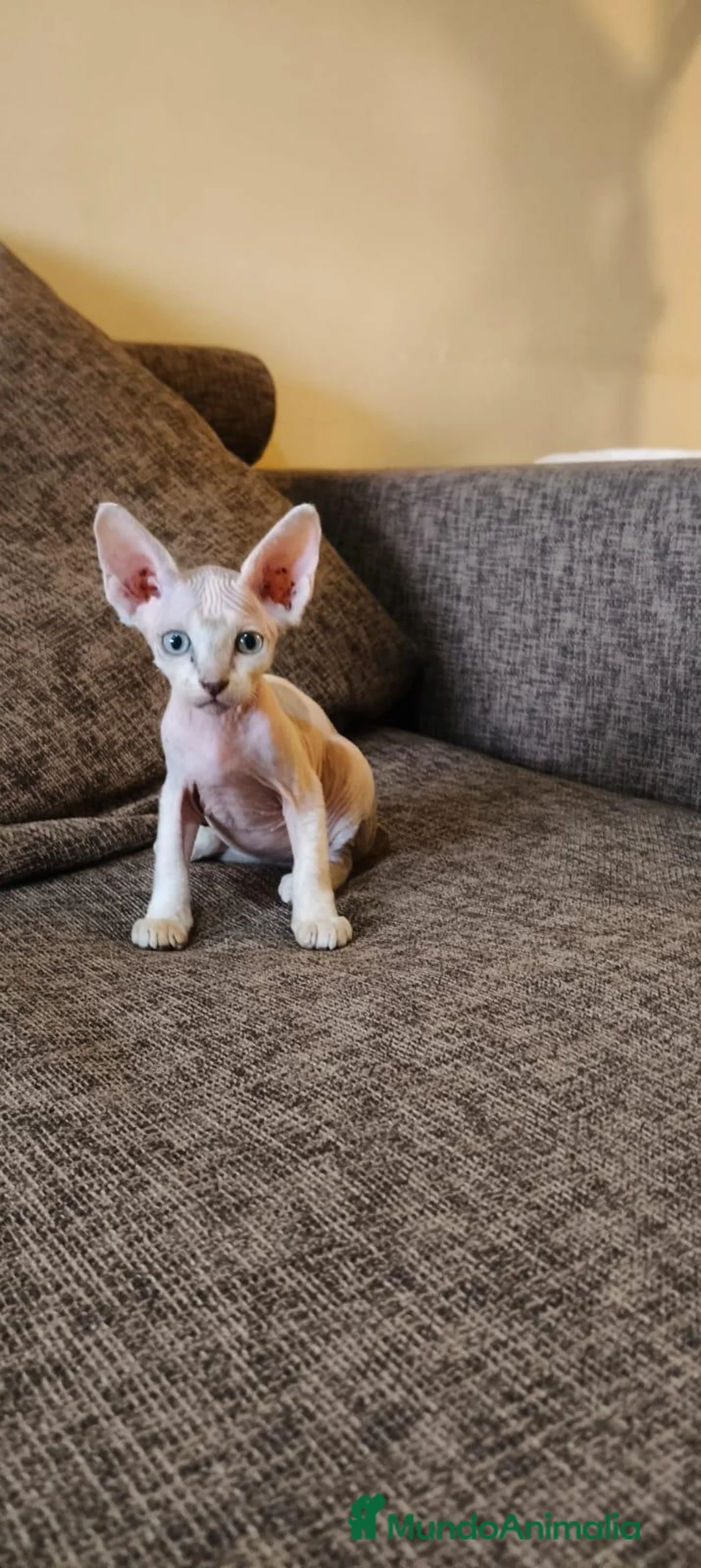 Sphynx gatos en venta: Preciosa camada Sphynx - Anuncio 1