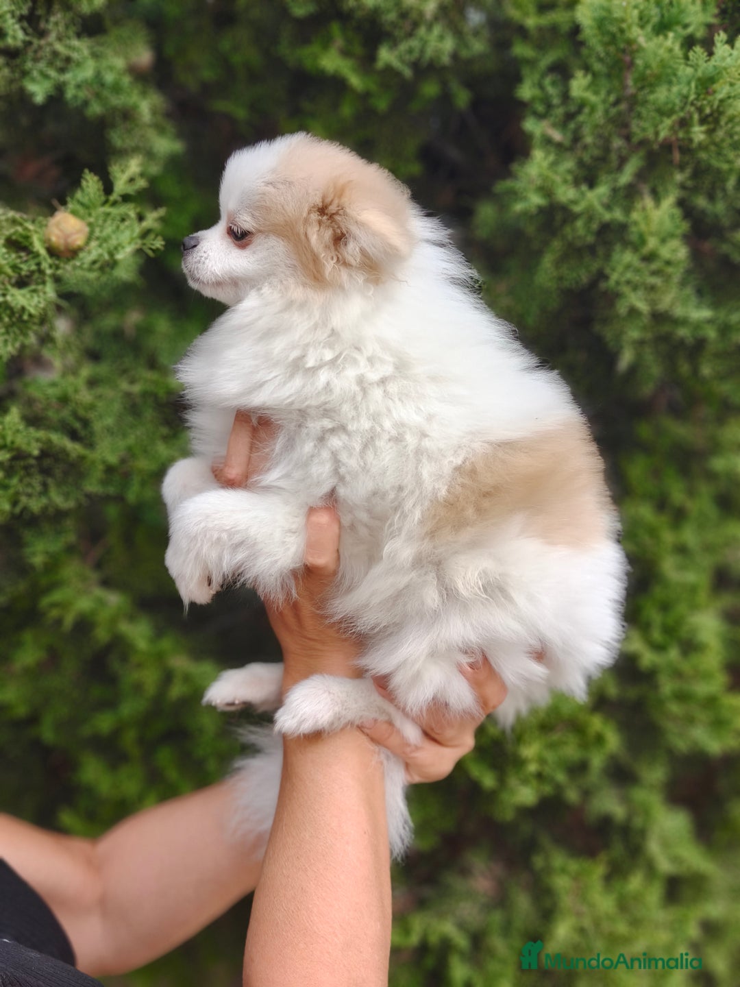 Pomerania perros en venta: Oportunidad Lulú Pomerania Ruso  - Imagen 5