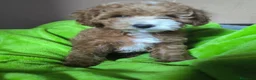 Caniche Toy perros en venta: Cachorro Caniche toy  - Anuncio 4