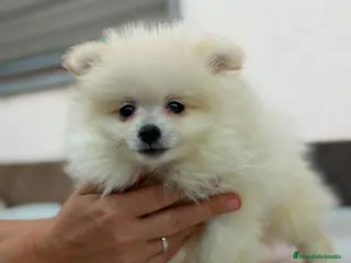 Pomerania perros 💎Cachorros pomerania💎 - Anuncio 4