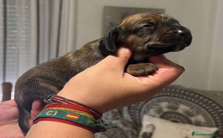 Sabueso de Sangre de Baviera perros - Anuncio 5