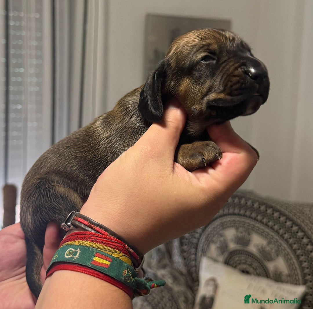 Sabueso de Sangre de Baviera perros en venta: SABUESO DE SANGRE BAVIERA, PADRES ESPECTACULARES - Imagen 1