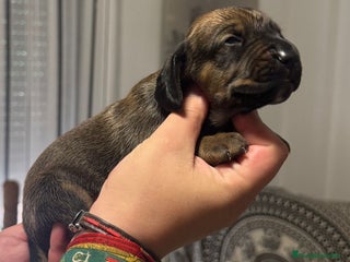 Sabueso de Sangre de Baviera perros - Anuncio 22