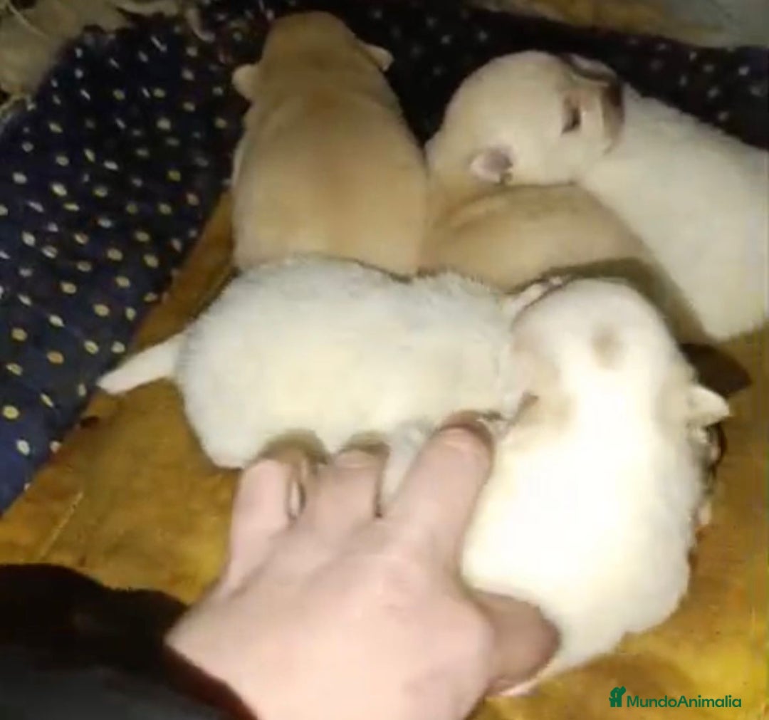 Pomerania perros en venta: Lulu pomerania toy  - Anuncio 9