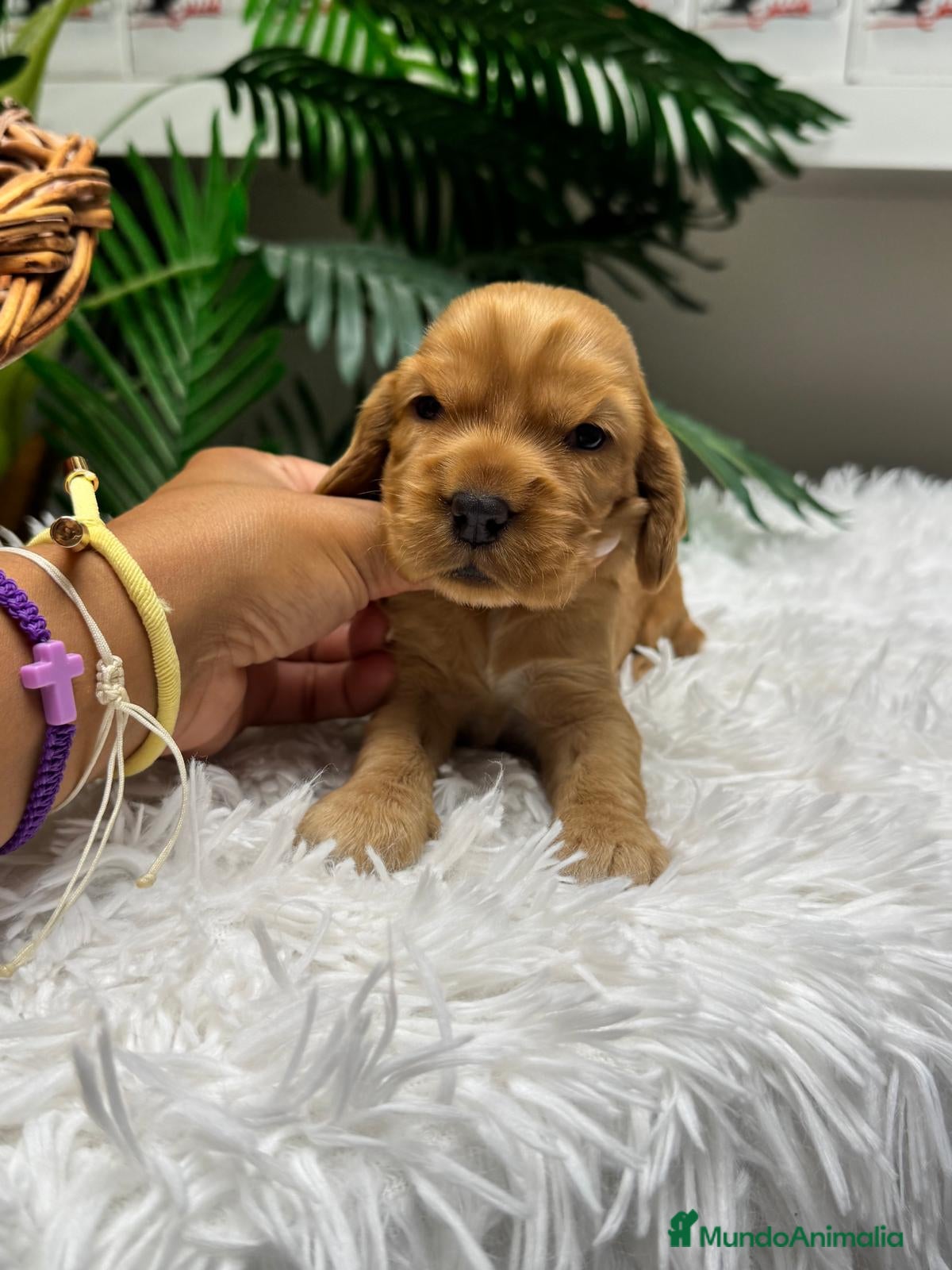 Cocker Spaniel Inglés perros en venta: COCKER SPANIEL INGLES - Anuncio 6
