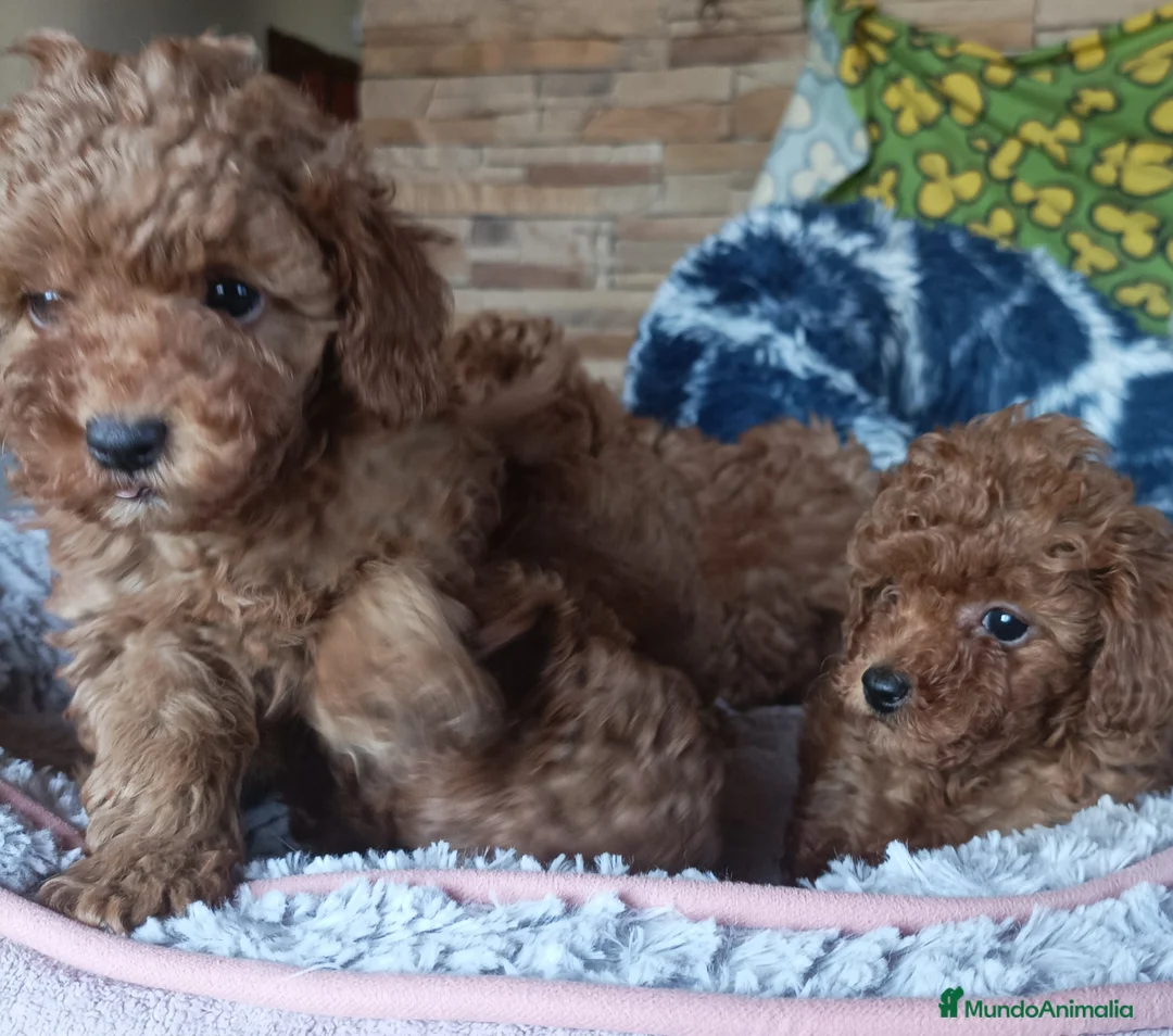 Caniche Toy perros en venta: Cachorros de Caniche Toy - Anuncio 2