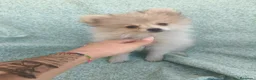 Pomerania perros en venta: Pomerania toy - Anuncio 6