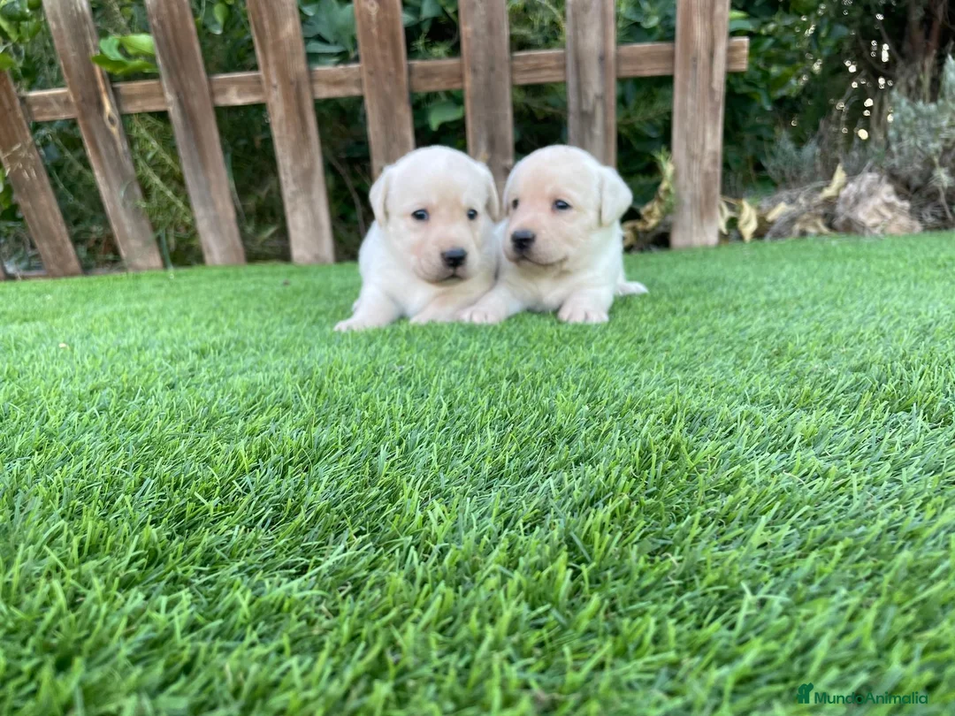 Labrador Retriever perros en venta: camada labrador - Anuncio 1