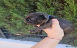 Bulldog Francés perros en venta: Bulldog francés brindle - Imagen 2