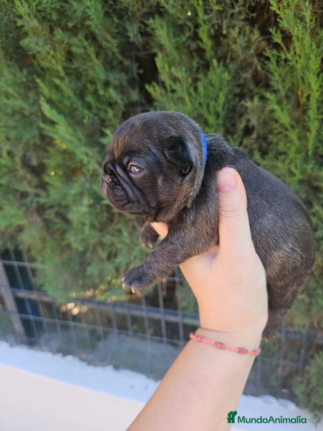 Bulldog Francés perros en venta: Bulldog francés brindle - Imagen 2