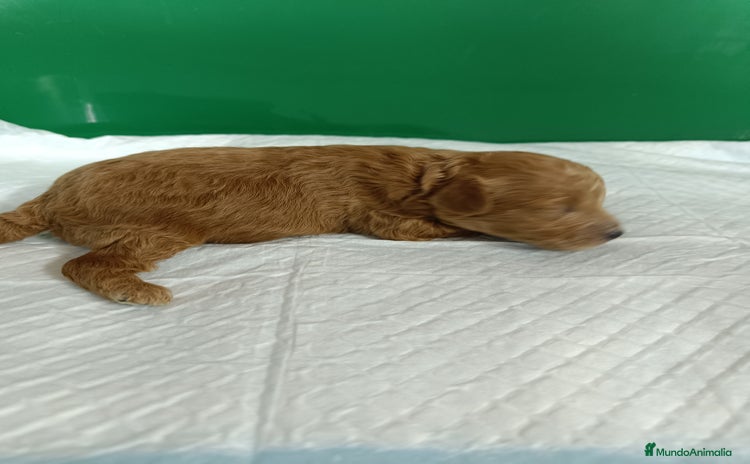 Caniche Toy perros - Anuncio 14