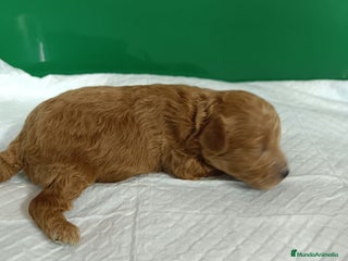 Caniche Toy perros - Anuncio 6