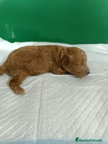 Caniche Toy perros - Anuncio 14