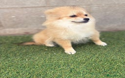 Pomerania perros en venta: Pomerania hembra - Imagen 2