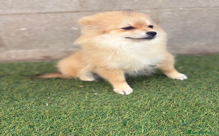 Pomerania perros - Anuncio 1