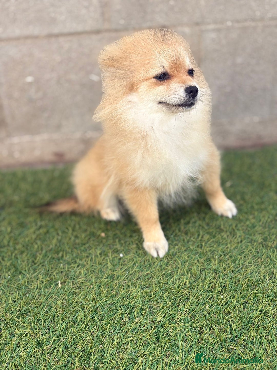 Pomerania perros en venta: Pomerania hembra - Imagen 2