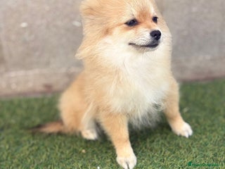 Pomerania perros - Anuncio 2