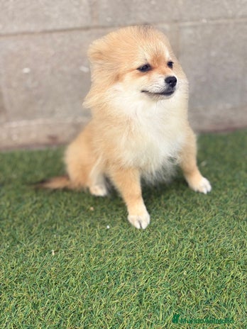 Pomerania perros - Anuncio 1