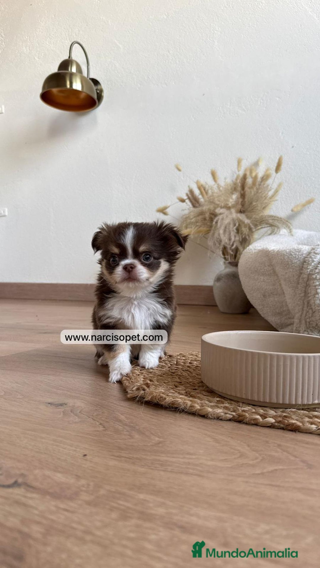 Chihuahua perros en venta: CHIHUAHUA PELO LARGO MACHO - Anuncio 3