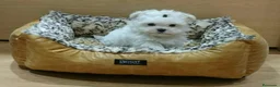 Bichón Maltés perros en venta: Bichón Maltés  - Anuncio 10