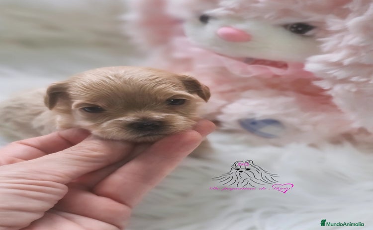 Maltipoo perros - Anuncio 3
