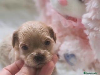 Maltipoo perros - Anuncio 4