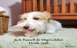 Jack Russell Terrier perros en venta: Jack Russell Terrier - Imagen 4