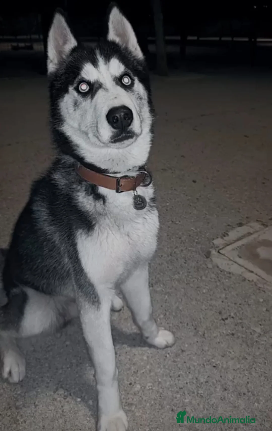 Husky Siberiano perros en venta: Husky  - Anuncio 6