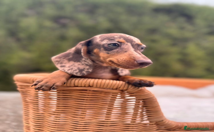 Teckel Miniatura perros - Anuncio 3
