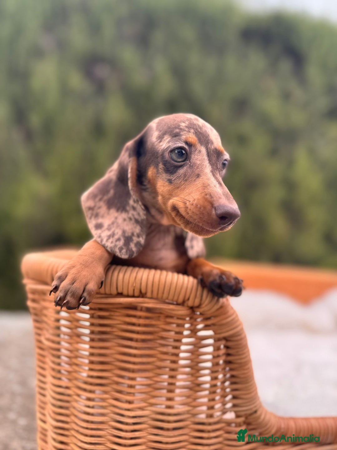 Teckel Miniatura perros en venta: camada de teckel - Imagen 1