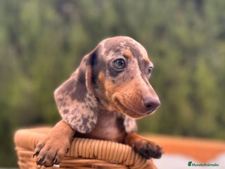 Teckel Miniatura perros - Anuncio 19