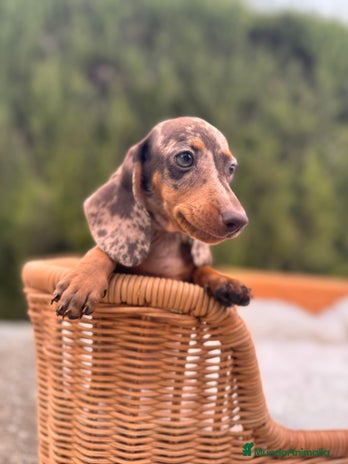 Teckel Miniatura perros - Anuncio 4