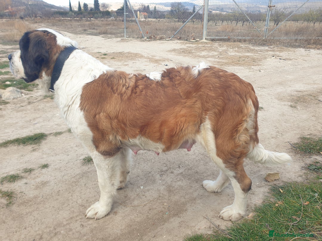 San Bernardo perros en venta: Cachorro de san bernardo con pedigree - Anuncio 6