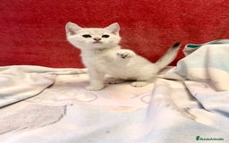 Británico de Pelo Corto gatos en venta: British Silver Shaded Negro - Imagen 1