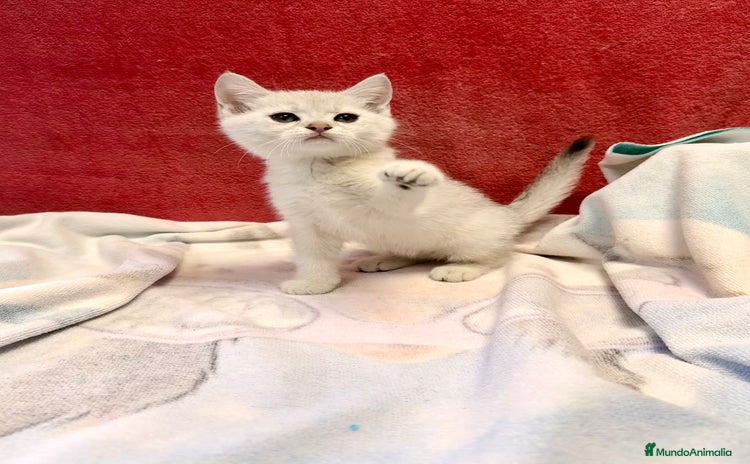 Británico de Pelo Corto gatos - Anuncio 1