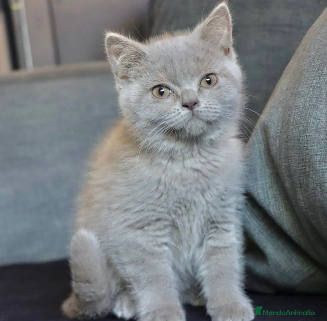 Británico de Pelo Corto gatos en venta: BRITISH SHORTHAIR HEMBRA LILAC - Imagen 1