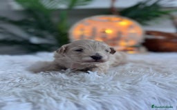 Maltipoo perros en venta: MALTIPOO  - Anuncio 18