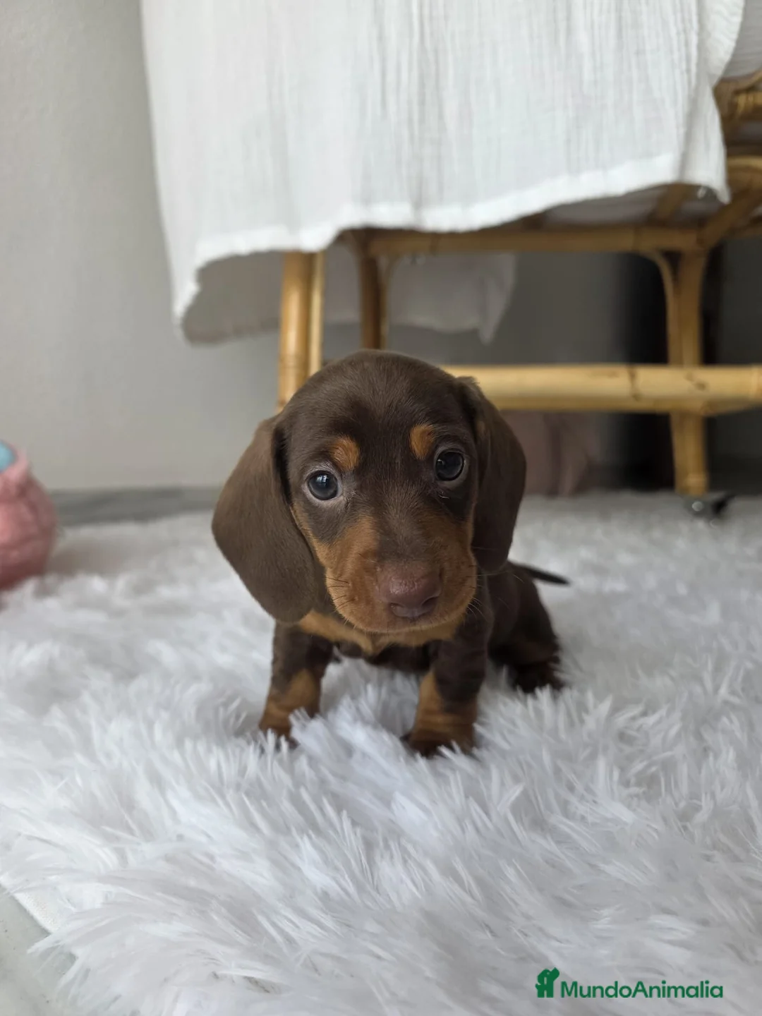 Teckel Miniatura perros en venta: TECKEL KANNINCHEN  - Anuncio 3