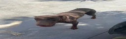 Dobermann perros en venta: Doberman linia americana  - Anuncio 5