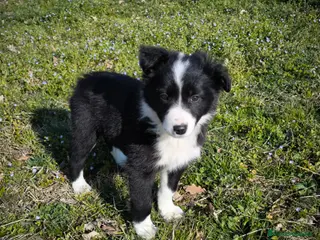 Border Collie perros Cachorros border collie 2 meses. - Anuncio 3