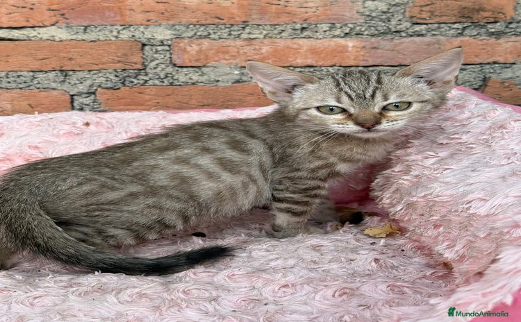 Bengalí gatos - Anuncio 1