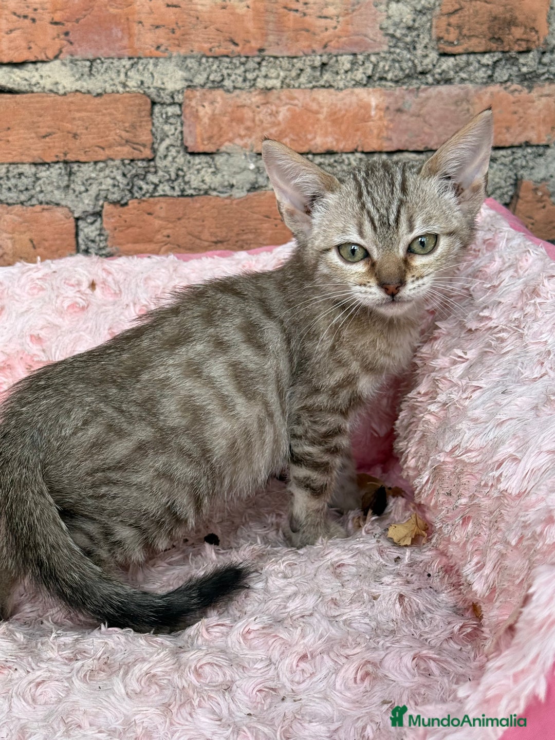 Bengalí gatos en venta: Último macho gatito bengalí snow mink - Imagen 1