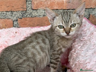 Bengalí gatos - Anuncio 1