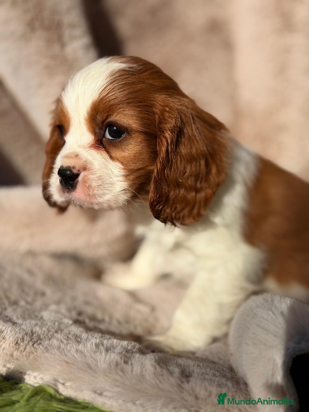 Cavalier King Charles Spaniel perros en venta: CAVALIER BLENHEIN MACHO Y HEMBRA - Anuncio 2