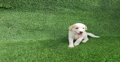 Border Collie perros en Málaga - Anuncio 5