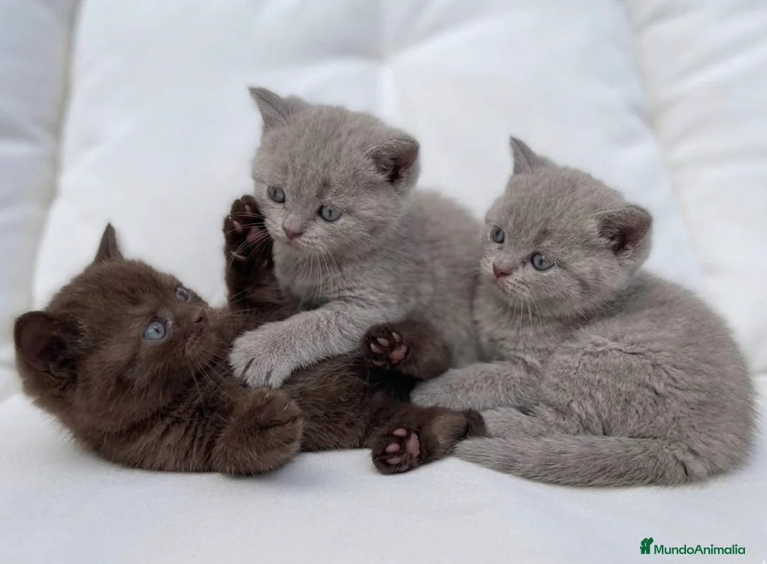 Británico de Pelo Corto gatos en venta: THELUXEKITTENS BRITISH SHORTHAIR LILAC Y CHOCOLATE - Anuncio 2