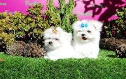 Bichón Maltés perros en venta: Bichón maltés Toy línea americana macho  - Imagen 1